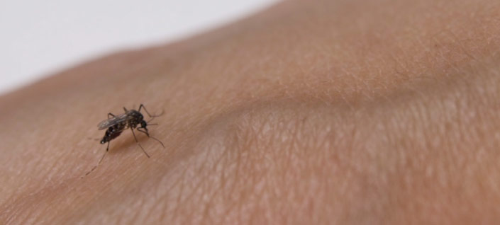 Imagen de apoyo de Minsalud alerta a la comunidad para que refuerce acciones preventivas y de control ante brote de dengue