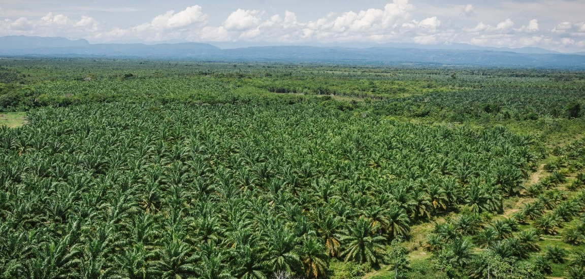 Imagen de apoyo de  MinAgricultura radico proyecto de ley que busca adhesion de Colombia al Consejo de Paises Productores de Aceite de Palma