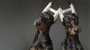 Imagen de apoyo de  Por razones esteticas no se pueden mutilar a los animales