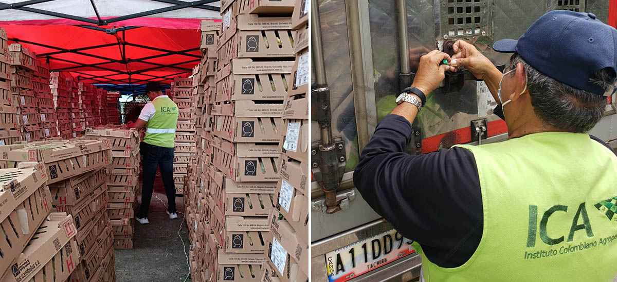 Imagen de apoyo de  Colombia ha exportado cuatro millones de pollitos de engorde y postura a Venezuela
