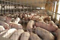 Imagen de apoyo de  MinAgricultura y Gobierno de Dinamarca avanzan en fase dos de proyecto carne porcina que se desarrolla en el pais