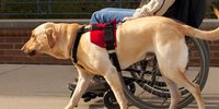 Imagen de apoyo de Personas en condicion de discapacidad pueden ingresar con sus perros de asistencia a lugares publicos que restringen mascotas Procuraduria