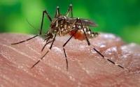 Imagen de apoyo de  MinSalud ha distribuido mas de 120 mil toldillos para chikungua