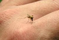 Imagen de apoyo de Paises andinos comparten experiencias en lucha contra chikungunya y dengue