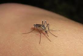 Imagen de apoyo de  El Ministerio de Salud y Proteccion Social pide no guardar la guardia frente al chikungua porque existen personas de mayor vulnerabilidad