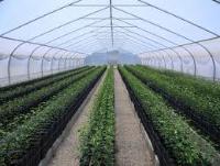 Imagen de apoyo de  El ICA establece los requisitos para el registro de viveros citricolas