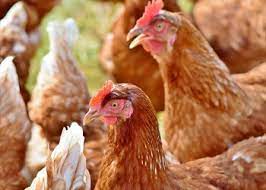 Imagen de apoyo de  Son socializados los incentivos para fortalecer sector avicola del pais