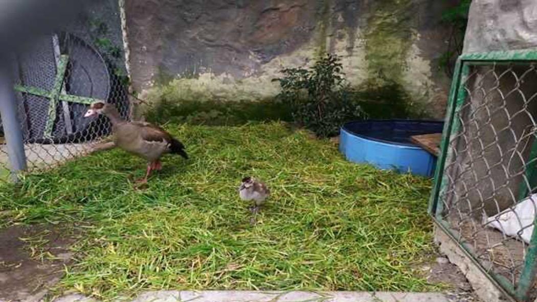 Imagen de apoyo de  Distrito rescato a gansos exoticos encontrados en el humedal Jaboque de Bogota