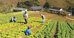 Imagen de apoyo de  Gobierno garantiza produccion movilizacion y abastecimiento de alimentos afirma MinAgricultura