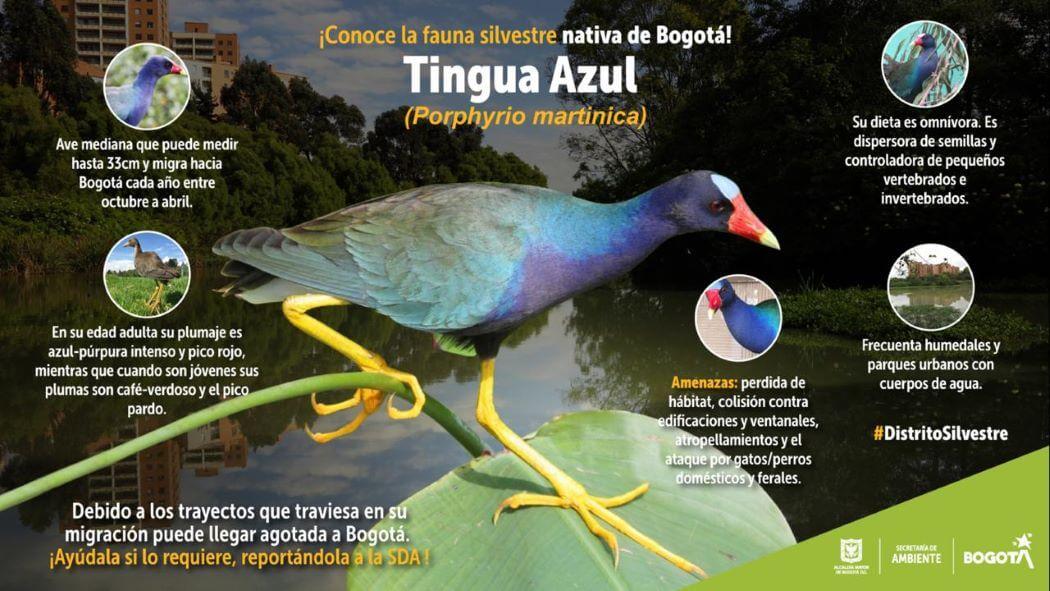Imagen de apoyo de  Tingua Azul ave que se ha convertido en emblema de los humedales