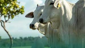 Imagen de apoyo de  Son pedidas controlar y vigilar las actividades ganaderas en parques naturales nacionales y regionales