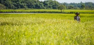 Imagen de apoyo de  La especialidad agraria llevara a las zonas rurales una oferta de justicia especializada en las controversias sobre propiedad uso y tenencia de la tierra Viceministra de Justicia
