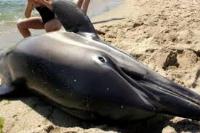 Imagen de apoyo de  Se asigna el Limite de Mortalidad de Delfines LMD para el ao 2015