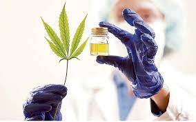 Imagen de apoyo de  Acceso seguro e informado al uso de cannabis que autoriza la exportacion de flor seca de esta planta con fines medicinales