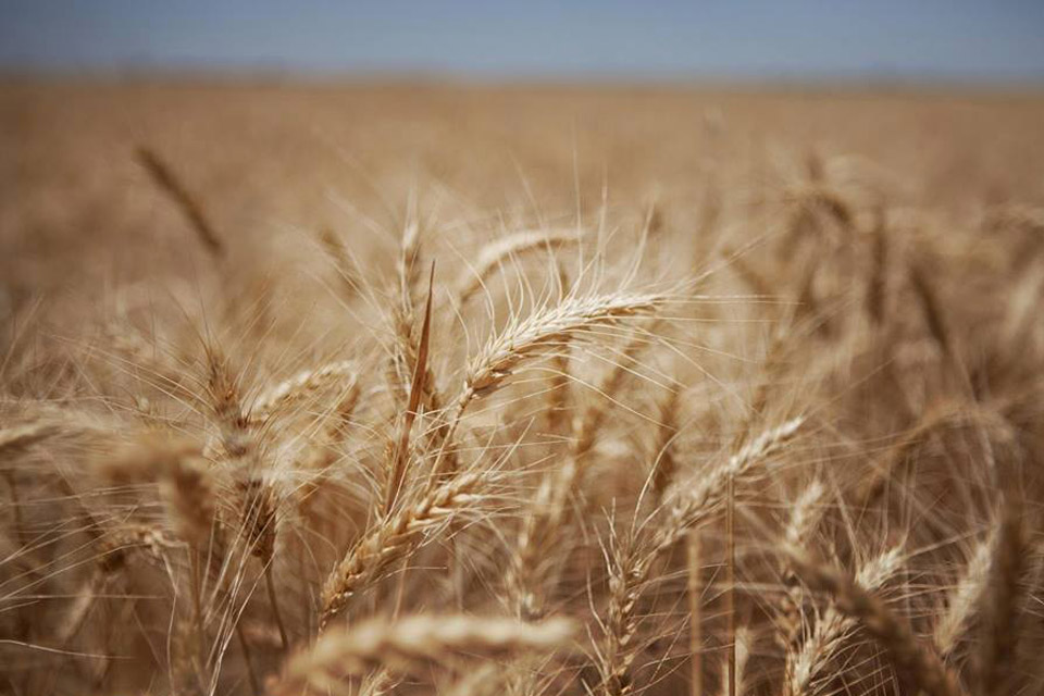 Imagen de apoyo de  FAO preve caida de la produccion de cereales en America Latina en 2016