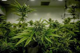 Imagen de apoyo de  Se firma decreto que convierte a Colombia en actor principal de la produccion industrial de cannabis