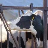 Imagen de apoyo de  Cordobeses extreman medidas en defensa de su produccion ganadera