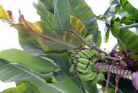 Imagen de apoyo de  El Instituto Colombiano Agropecuario ICA declaro estado de emergencia fitosanitaria por presencia de mosca blanca en el Quindio y Risaralda