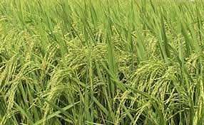 Imagen de apoyo de  Son condenadas dos cementeras a pagar casi 19000 millones por contaminar cultivos de arroz