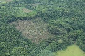 Imagen de apoyo de  Procuraduria abrio indagacion por presuntas irregularidades en la deforestacion y tala de arboles en Colombia