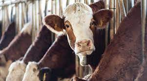 Imagen de apoyo de  Se radica proyecto de ley que promueve el consumo de carne bovina de origen colombiano