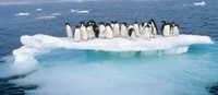 Imagen de apoyo de  Colombia adhirio al Protocolo al Tratado Antartico sobre Proteccion del Medio Ambiente su apendice y sus anexos