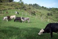 Imagen de apoyo de  Vamos a devolver la tierra de los avivatos a los campesinos dijo el Presidente Santos