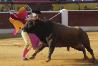 Imagen de apoyo de  La CTB y la titularidad del derecho a la libre expresion artistica taurina