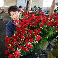 Imagen de apoyo de  Colombia sigue siendo el segundo mayor exportador de flores