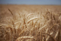 Imagen de apoyo de  La FAO preve que los precios de los alimentos seguiran a la baja