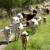 Imagen de apoyo de  Arauca fortalece medidas de movilizacion de ganado y controles en frontera