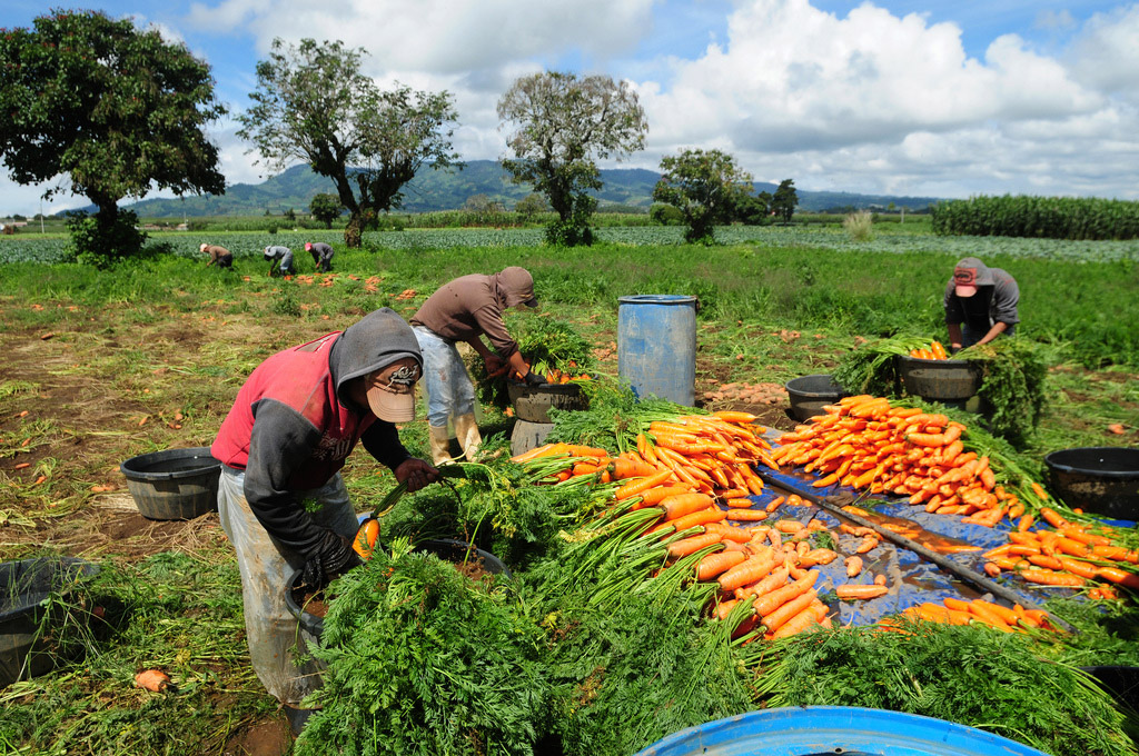 Imagen de apoyo de  FAO afirma que el acuerdo de la CELAC para la erradicacion del hambre empieza a rendir frutos