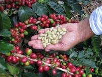 Imagen de apoyo de  Se aclaran los deberes y obligaciones de los participantes en el Programa de Proteccion del Ingreso Cafetero PIC