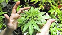 Imagen de apoyo de Mexico elaboro proyecto que abre la puerta a la legalizacion de la marihuana