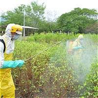 Imagen de apoyo de  Hay un cumplimiento del 62 por ciento de la meta de 50 mil hectareas para erradicar en 2017