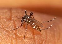 Imagen de apoyo de  Valle del Cauca reporta el primer caso de Chikungunya importado de Republica Dominicana