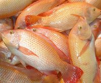Imagen de apoyo de  Recomendaciones a la hora de comprar pescado durante la Cuaresma