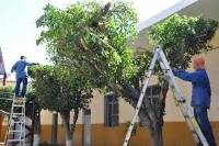 Imagen de apoyo de  Se puede solicitar la poda de arboles en el espacio publico sin ningun costo