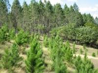 Imagen de apoyo de  Propuesta para la distribucion de recursos para el Certificado de Incentivo Forestal con fines comerciales