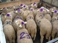 Imagen de apoyo de  Medida sanitaria de emergencia y seguridad por sacrificio de animales