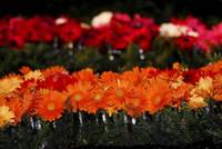 Imagen de apoyo de  Las rosas los claveles y los crisantemos distinguidos en el mundo por su calidad y origen colombiano