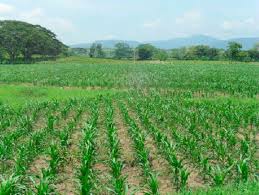 Imagen de apoyo de  Portal Siembra actualizo modelos productivos en su plataforma