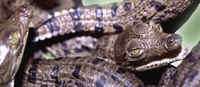 Imagen de apoyo de  CITES aprueba por consenso la propuesta de Colombia sobre uso sostenible de la especie Caiman Cocodrilus Acutus