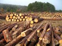 Imagen de apoyo de  Se mantiene como medida cautelar la suspension de la tala de arboles con el fin de evitar un perjuicio irremediable al recurso ambiental
