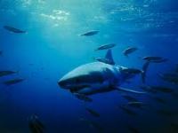 Imagen de apoyo de  Se crea el Comite de Seguimiento del Plan de Accion Nacional para la Conservacion y Manejo de Tiburones Rayas y Quimeras de Colombia  PAN Tiburones Colombia