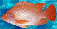 Imagen de apoyo de  Cierre de El Quimbo afectaria las exportaciones de tilapia