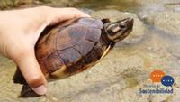 Imagen de apoyo de  El estero San Joaquin el nuevo hogar de la tortuga cabeza de cinta la rata espinosa y la zorra patona