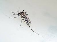 Imagen de apoyo de Minsalud anuncio que el pais se encuentra preparado para enfrentar el virus chikungua
